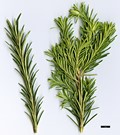 SpeciesSub: subsp. ericifolia SpeciesSub: subsp. ericifolia